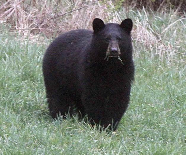 Oso ataca a niño en patio de casa en Connecticut Oso ataca a niño en patio de casa en Connecticut