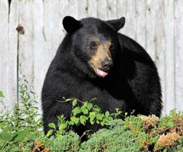 Oso ataca a niño en patio de casa