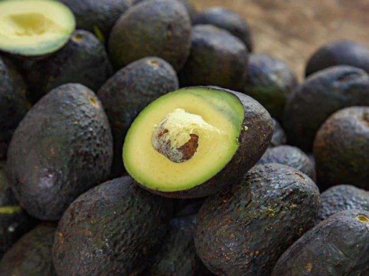 Otros 30 productores buscan exportar aguacate a EU Otros 30 productores buscan exportar aguacate a EU