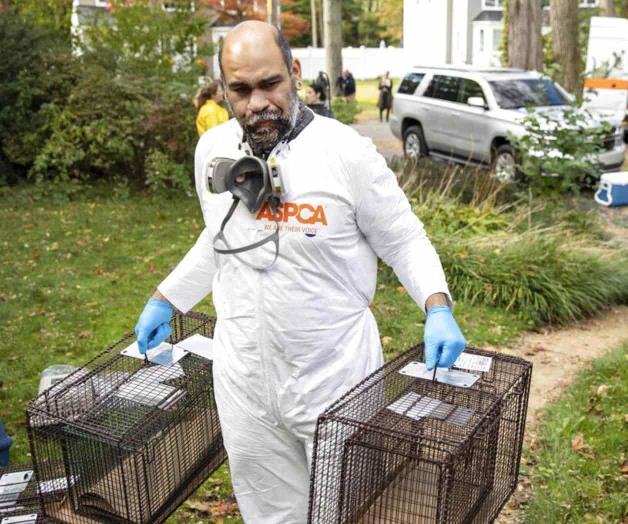 Rescatan a unos 300 animales hacinados en una casa de NY