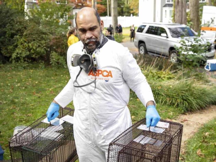 Rescatan a unos 300 animales hacinados en una casa de NY Rescatan a unos 300 animales hacinados en una casa de NY
