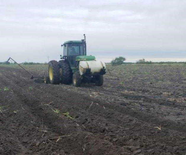Ya preparan tierras para ‘ciclo temprano’