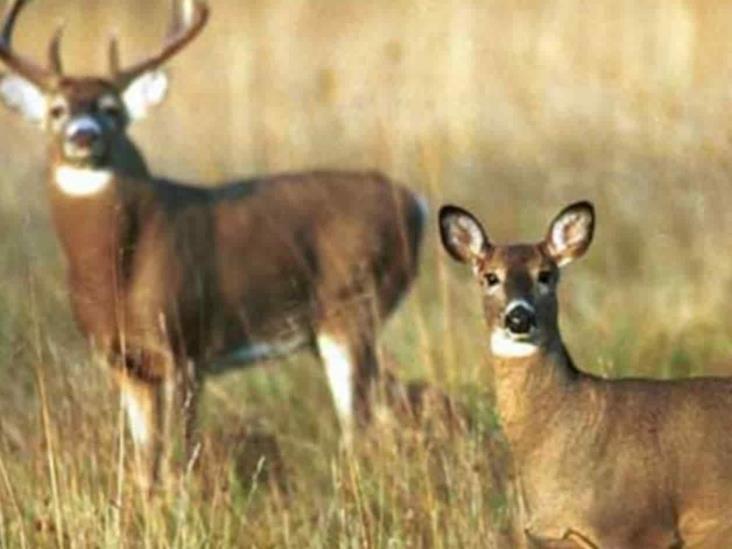 Esperan a cazadores Esperan a cazadores