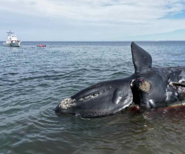 Argentina: algas tóxicas causaron la muerte de 30 ballenas