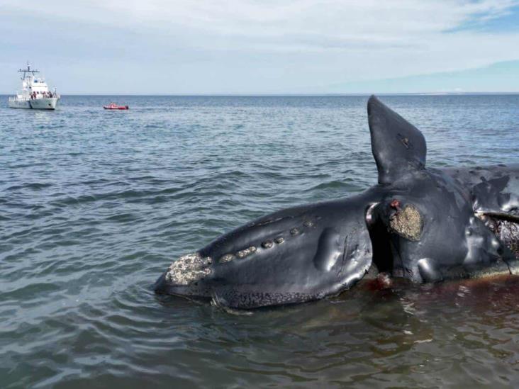 Argentina: algas tóxicas causaron la muerte de 30 ballenas Argentina: algas tóxicas causaron la muerte de 30 ballenas