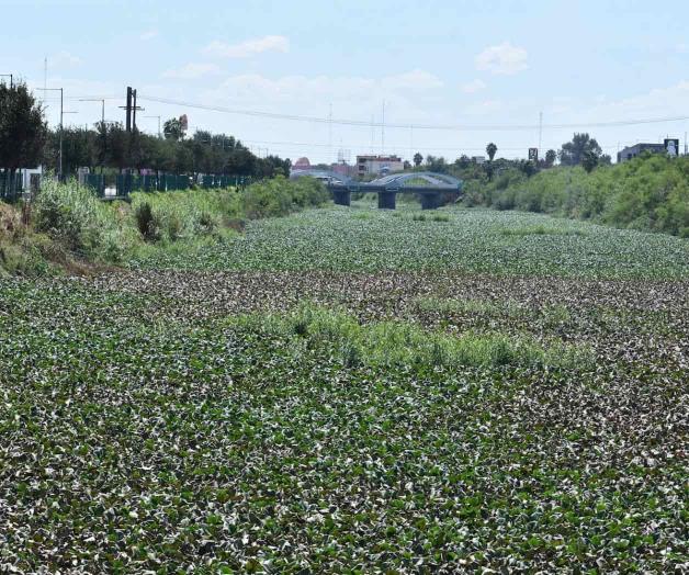 Desde federación llaman a retirar el lirio acuático