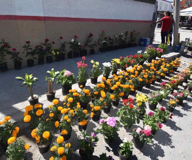 Traen flores de cempasúchil