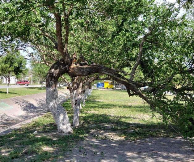 Tumban las ráfagas de viento ramas y cables