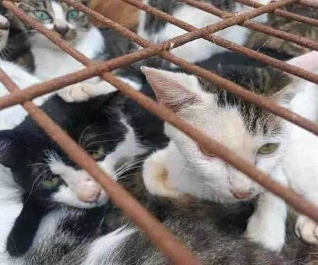 Denuncian a mujer que mata a gatitos en Cuernavaca Denuncian a mujer que mata a gatitos en Cuernavaca