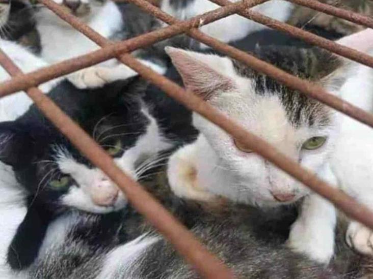 Denuncian a mujer que mata a gatitos en Cuernavaca Denuncian a mujer que mata a gatitos en Cuernavaca
