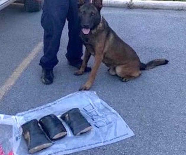 Olfatea coca perro policía