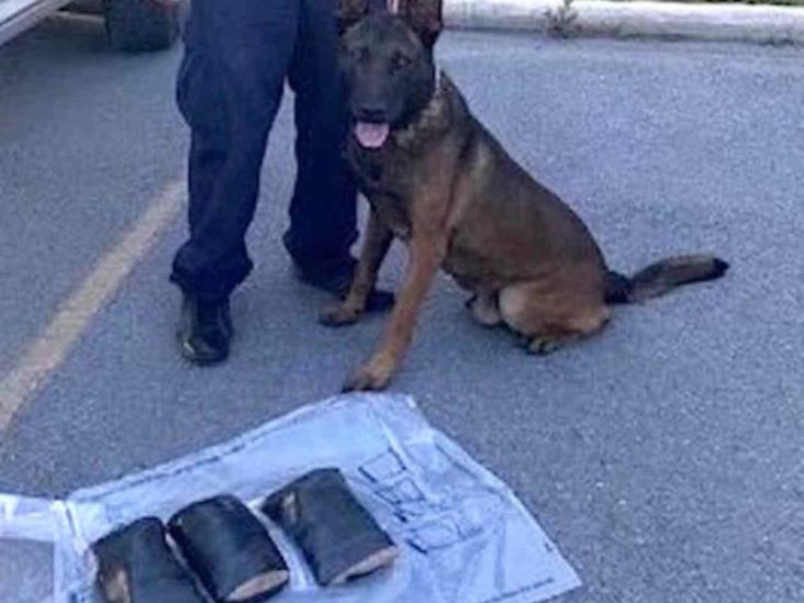Olfatea coca perro policía Olfatea coca perro policía