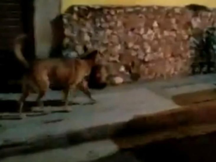 Inician proceso para identificar cabeza humana que llevaba un perro Inician proceso para identificar cabeza humana que llevaba un perro