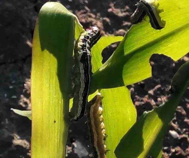 Plaga de gusano ataca sembradíos 