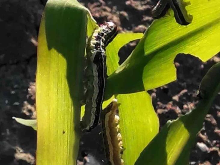 Plaga de gusano ataca sembradíos Plaga de gusano ataca sembradíos