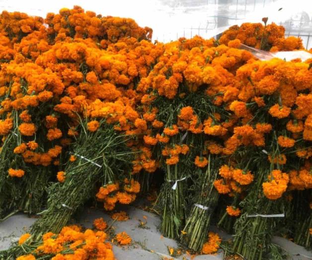 Vienen desde Puebla a ofrecer flor de cempasúchil Vienen desde Puebla a ofrecer flor de cempasúchil