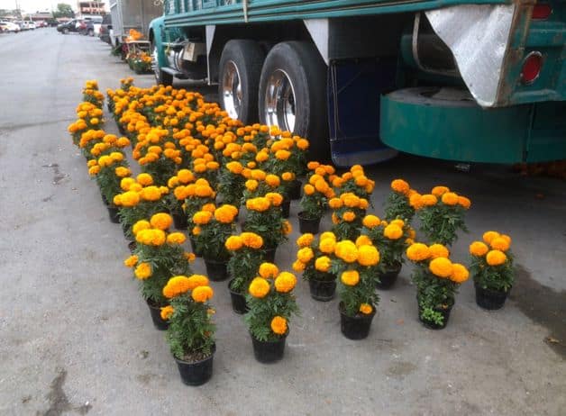 Flor de cempasúchil viene desde Puebla a Reynosa