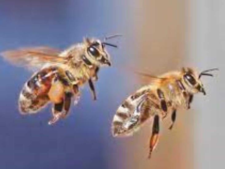 Atacan abejas a 50 alumnos y 9 maestros Atacan abejas a 50 alumnos y 9 maestros