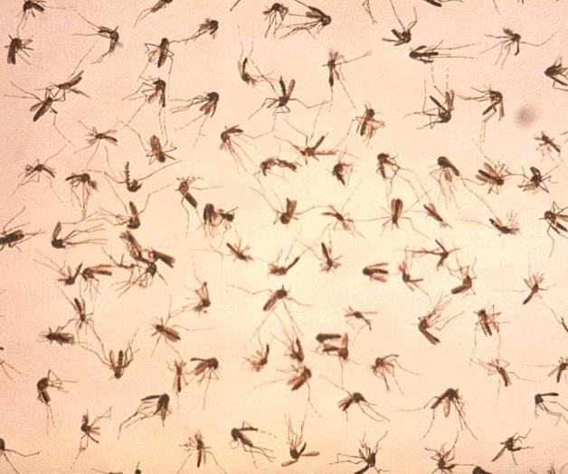 Proliferan mosquitos por la humedad persistente