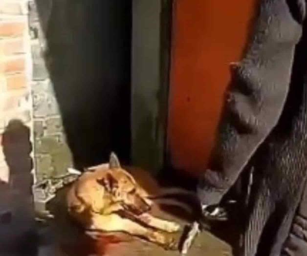 Diputados interponen denuncias penales por golpiza a perro en restaurante