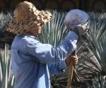 Concede Vietnam registro al tequila 