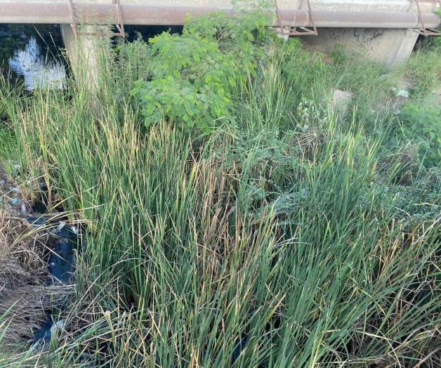 Se encuentra dren atestado de hierba