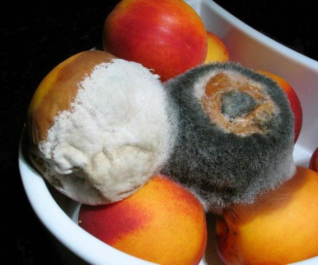 Hongo negro: el peligro en casa