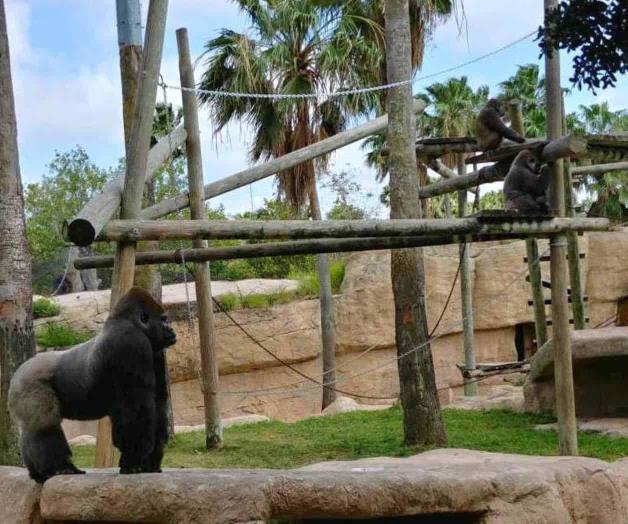 Zoológico de Brownsville facilita ingreso a militares