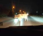 Genera fauna suelta riesgo en carretera