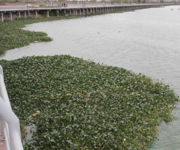 Ahora invade lirio acuático la laguna “La Escondida”