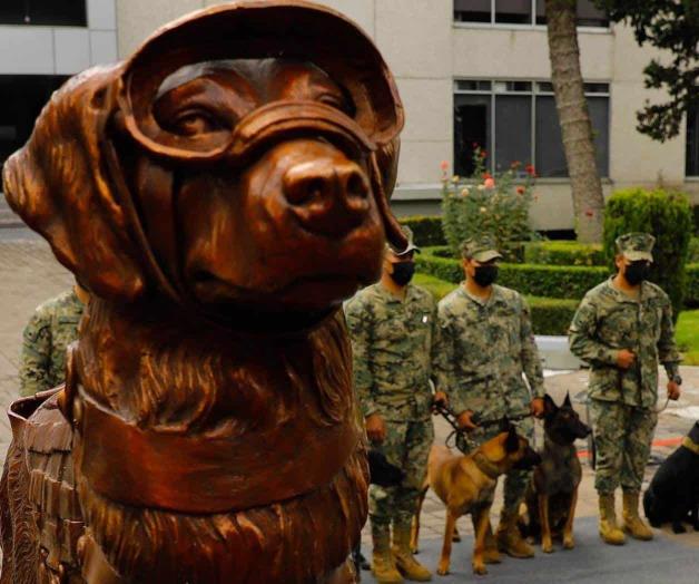 Murió Frida, la perrita rescatista Murió Frida, la perrita rescatista