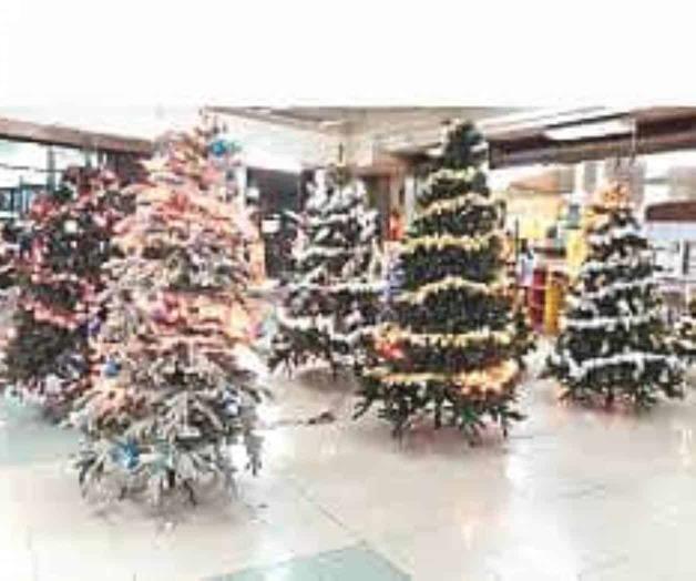 Alertan por instalación de los pinos navideños