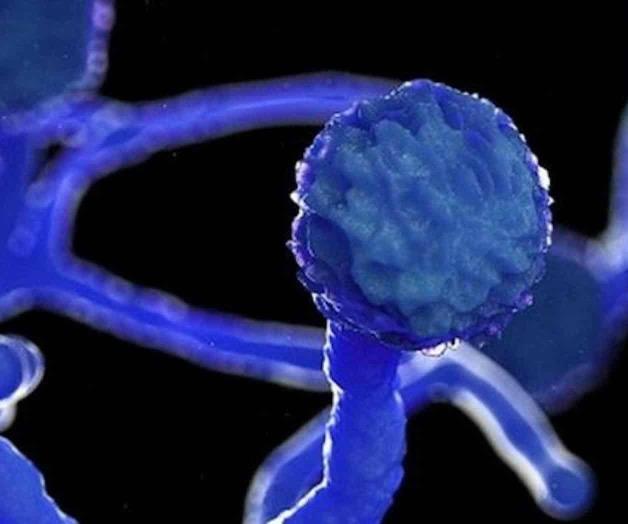 Mata hongo negro a joven Mata hongo negro a joven