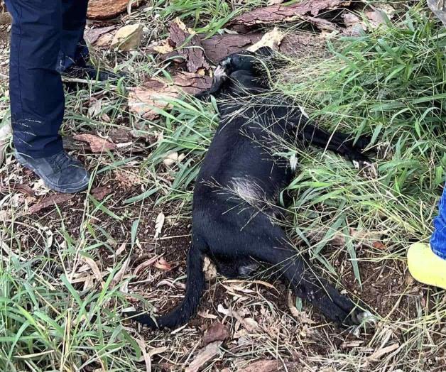 Localizan sin vida a tres mascotas