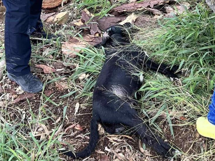 Localizan sin vida a tres mascotas Localizan sin vida a tres mascotas