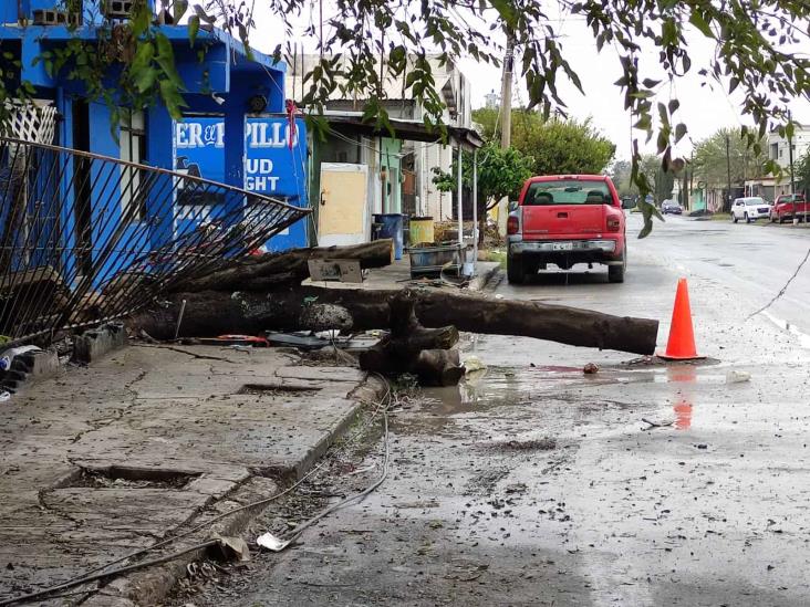 Lluvias reblandecen suelo y provocan caída de árboles Lluvias reblandecen suelo y provocan caída de árboles