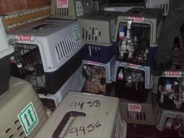Roban camión con más de 200 perros de aduana en AICM Roban camión con más de 200 perros de aduana en AICM