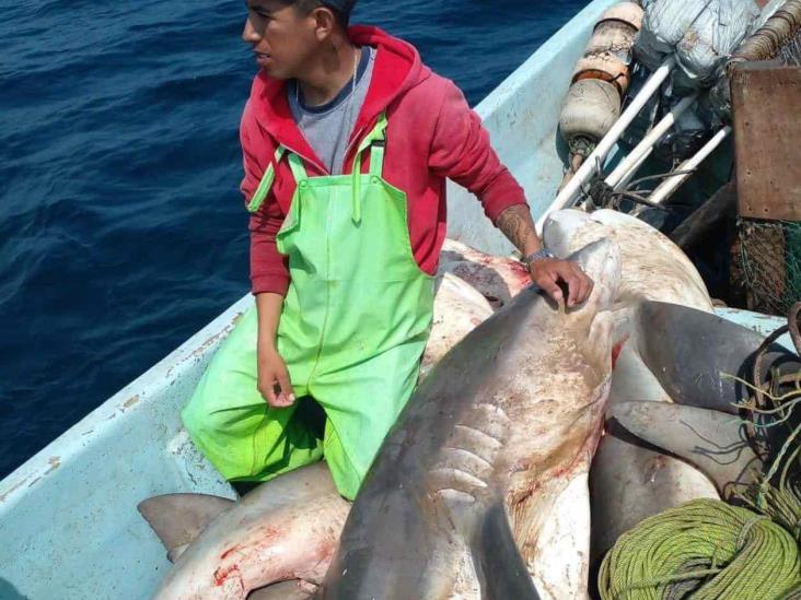 Mejora la captura y el precio del tiburón Mejora la captura y el precio del tiburón