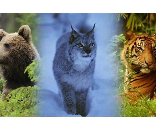 COP15: 5 puntos para entender la cumbre de biodiversidad