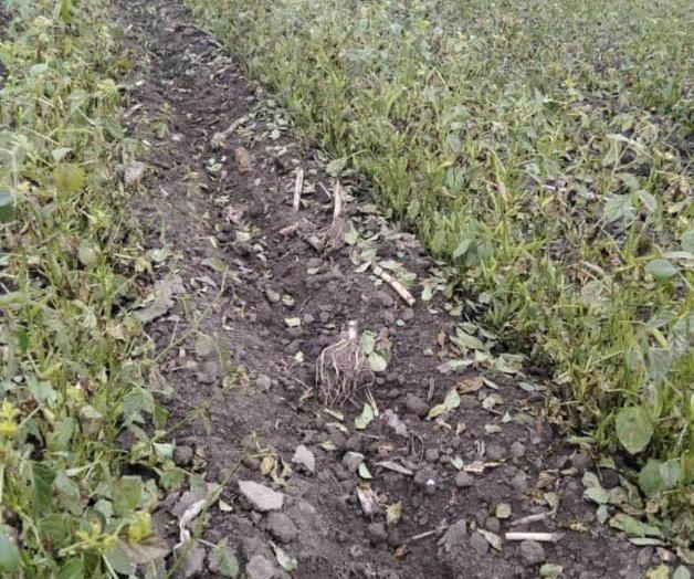 Exceso de lluvia daña sembradíos de ‘Guar’