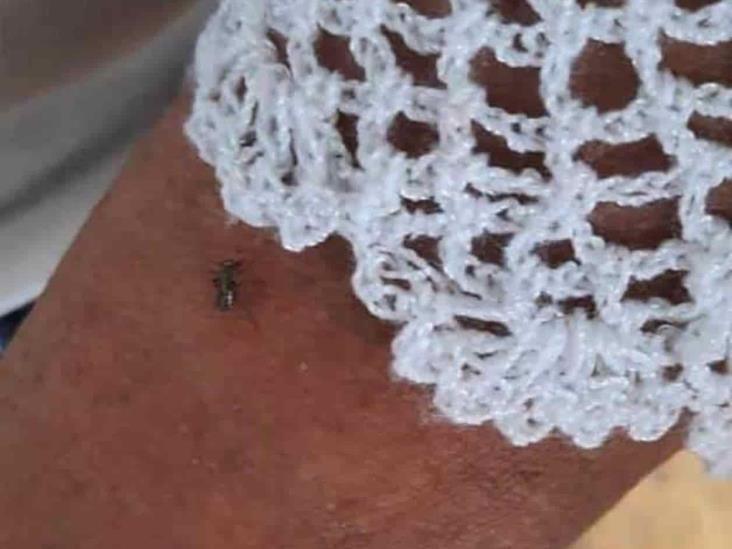 Colonos en riesgo por mosquitos Colonos en riesgo por mosquitos
