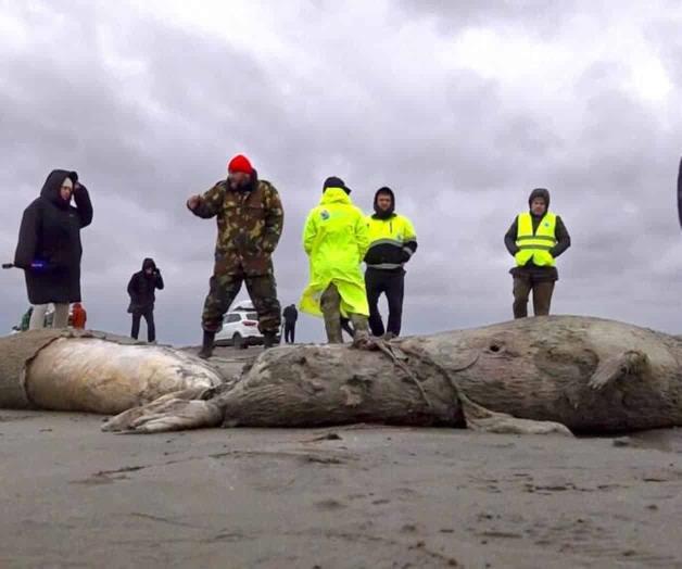 Rusia: Muerte de 2.500 focas pudo ser por falta de oxígeno