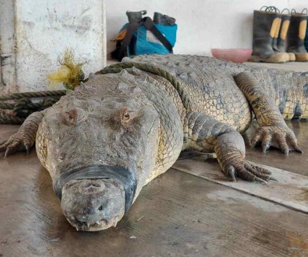 Proyectan santuario de cocodrilos en Madero
