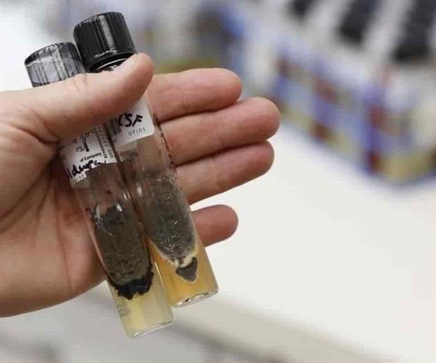 Descartan hongo en fármaco ligado a casos de meningitis 