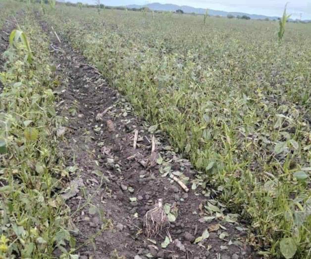 Lluvias siniestran 500 hectáreas de “guar”