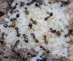 Las hormigas también producen leche y alimentan a sus colonias