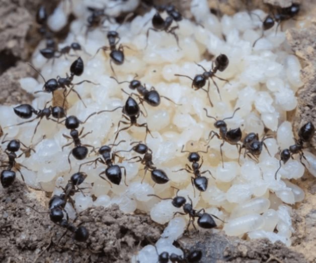 Las hormigas también producen leche y alimentan a sus colonias Las hormigas también producen leche y alimentan a sus colonias