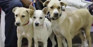 Esterilizan más de 450 mascotas en campaña municipal