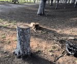 Proponen prisión preventiva oficiosa por devastación forestal y tala clandestina