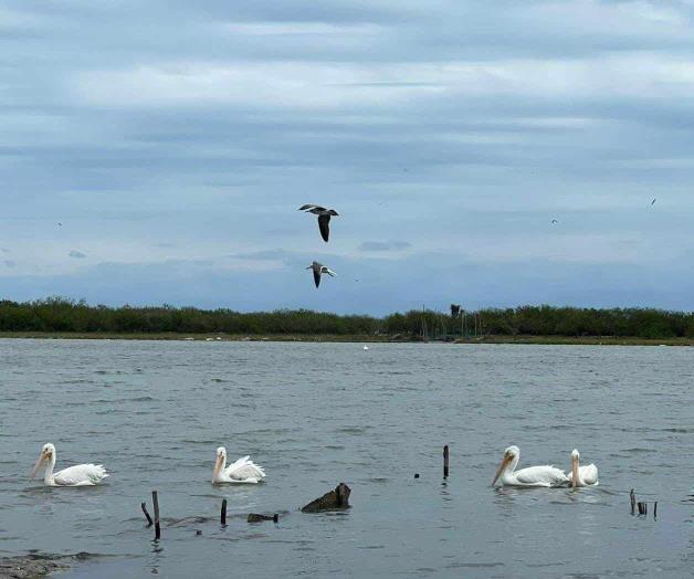 Aves se refugian en zona lagunaria